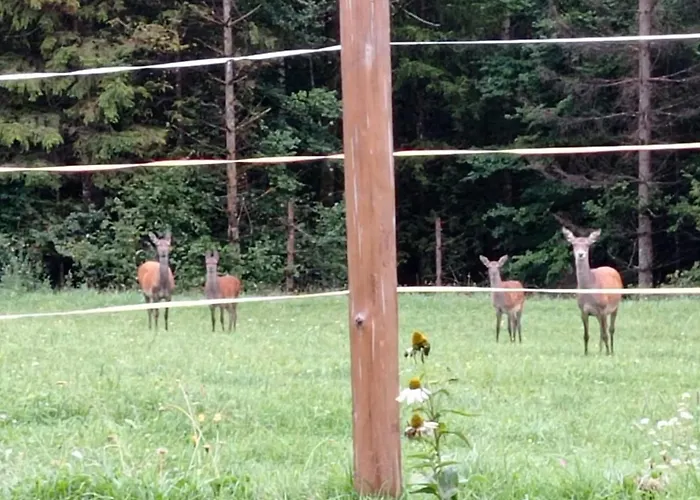 In Near Wolfsklamm River アパート