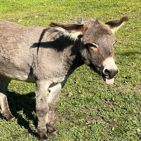 Lägenhet In Near Wolfsklamm River Stans