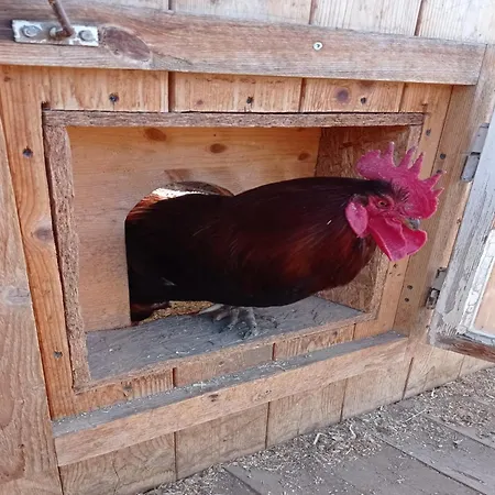 Apartman In Near Wolfsklamm River *