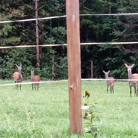 In Near Wolfsklamm River Apartman