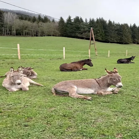 Apartman In Near Wolfsklamm River *